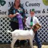 Modoc County Fair: Grand Champion to Jake Fields and his bred & fed wether sired by Sledge Hammer (Krome) and out of his Triple Threat doe.