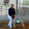 Chino Junior Fair: Grand Champion to Gabrielle Walker and her Straight Shooter wether.