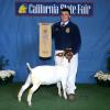 California State Fair: Grand Champion Wether Dam Doe to Bobby Mattes and his bred & fed doe sired by Straight Shooter x Watonga2  (Apollo x NK).  Judge: Craig Benoit