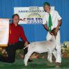 Santa Barbara County Fair: 4-H Reserve Grand Champion to Josh Willoughby and his Scorpio wether.