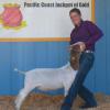 Pacific Coast Jackpot: Reserve Champion Market Goat both shows to Adaven Scronce and her Straight Shooter wether from the Red Wave Sale.