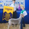 Nevada Jr Livestock Show: Grand Champion to Lillie McKinney and her wether purchased at the Red Wave Sale.  Judge: Jared Penfold
