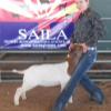 SAILA Yuma: Champion Market Goat both shows to Adaven Scronce and her wether from the Red Wave Sale.