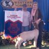 Western Bonanza, Show A: Supreme Champion to Logan VanAllen and her Scorpio wether purchased at the Dynasty Sale.