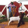 Clark County Nevada: Grand Champion Market Goat to Adaven Scronce and her Straight Shooter wether purchased at the Red Wave Sale.  This wether won for her in THREE states!