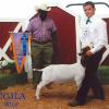 Clark County Nevada: Reserve Grand Champion Market Goat to Colt Scronce and his Straight Shooter wether purchased at the Red Wave Sale.