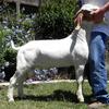 RLS Triple Threat was purchased from Ralph Schafer in partnership with Del Sol Goats.  