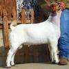 Helms Packin Heat: Double bred 191 out of a Swagger daughter, bred by Kenneth Helms.  DOB 3/27/2013.