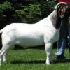 Mo Butter is by Raff Black Attack and out of JLS Maya (Oscar x Sumo).  Butter has produced wethers and does that have won in both market & breeding shows.