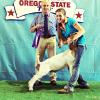 Oregon State Fair: Open Wether Show Grand Champion to Megan Albers. Congratulations Megan!