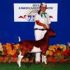 Santa Barbara County Fair: Reserve Champion % Doe shown by Justina Moses.  Judge: Billy Bob Mocqygemba 